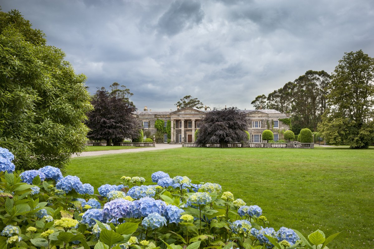 Looking at the front of the house at Mount Stewart from across the grassy lawn, a cluster of blue hydrangeas visible in the foreground.