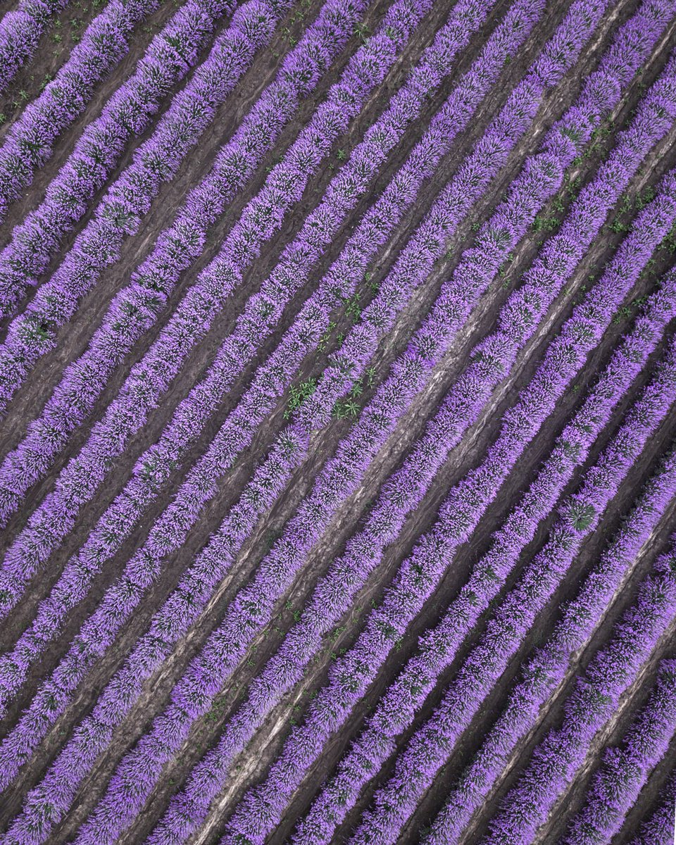 VB_Photography's tweet photo. Purple madness somewhere in the lavender fields of Bulgaria
https://t.co/EYlmXRGpfB
#drone #mavicpro #dji #djiglobal #bulagaria #lavеnder https://t.co/e5Nrlcw3ZG