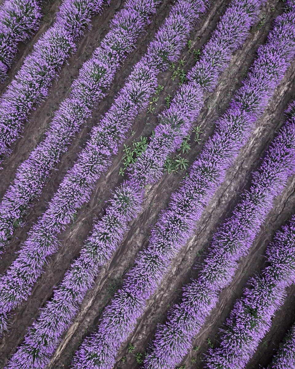 VB_Photography's tweet photo. Purple madness somewhere in the lavender fields of Bulgaria
https://t.co/EYlmXRGpfB
#drone #mavicpro #dji #djiglobal #bulagaria #lavеnder https://t.co/e5Nrlcw3ZG