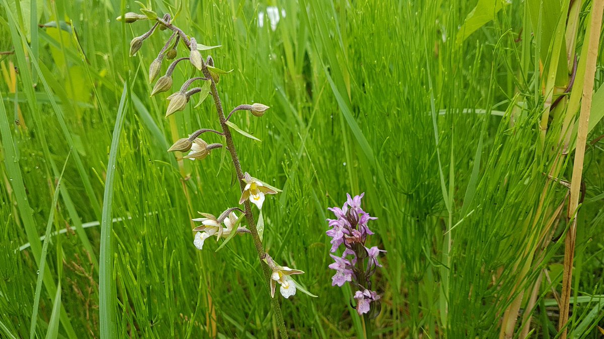 LBFlevoland's tweet photo. Moeraswespenorchis en rietorchis bloeien volop in natuurstrook #vanWerven #Biddinghuizen https://t.co/wEBzbolER4