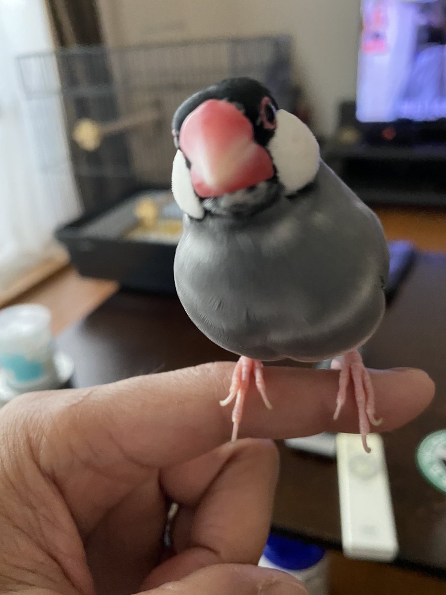 Kossyan1's tweet photo. 6月28日、初めて手に乗ってきました(^_^)

#文鳥
#桜文鳥 https://t.co/hVt0kFr4ni