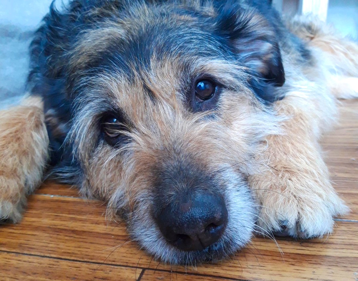 SOS Abuelos tweet media