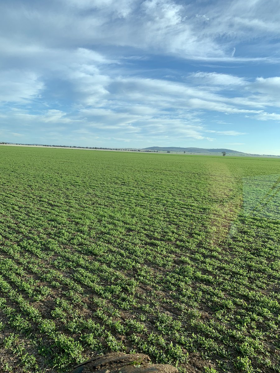 Peter Sexton tweet media