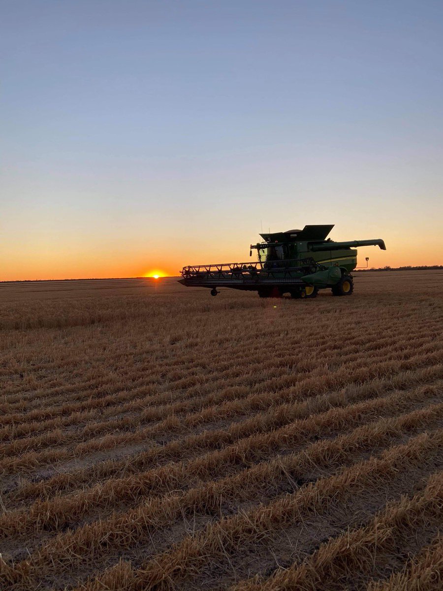 Fergus Inglis tweet media