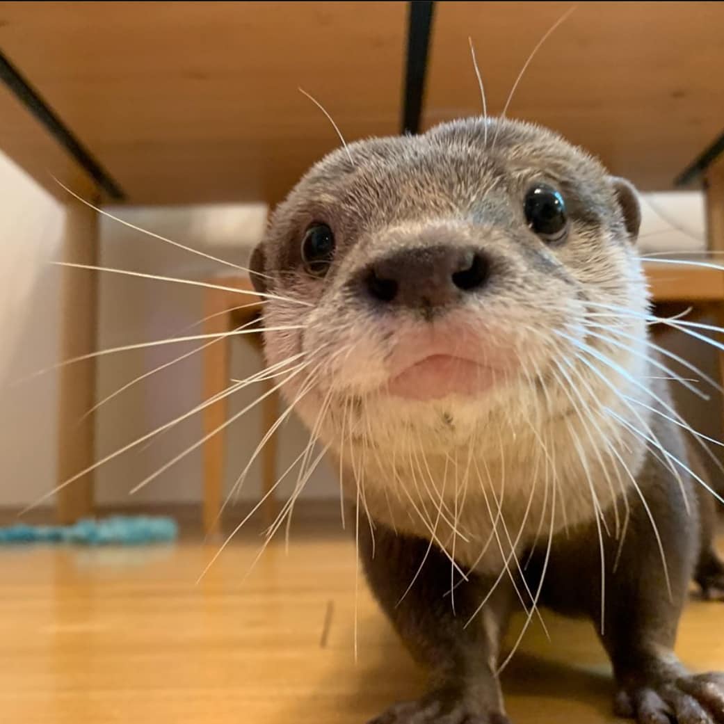 Water sausage would like to know what you're up to?