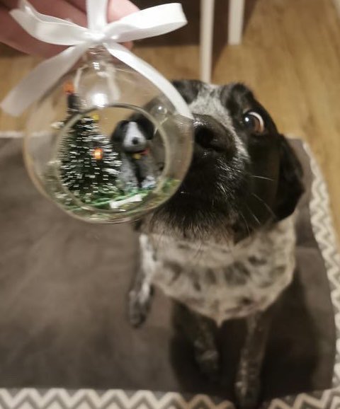 BethEgg's tweet photo. *Christmas Orders Open*
With 6 months to go until Christmas I am opening my orders. If you would like your very own bespoke made pet bauble pls get in touch. Limited amount available. Please spread the word with an RT. Very much appreciated. Thank you. 💕🐶🐱🐭🐾 https://t.co/fc6RlHbVHs
