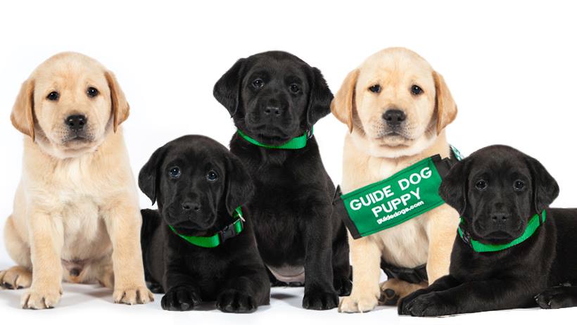 🦮VOLUNTEER OPPORTUNITY WITH GUIDE DOGS🦮

For more information, please get in touch with us at Erewash Voluntary Action, first by email volunteers@erewashcvs.org.uk or phone 0115 9466740. Thank you.