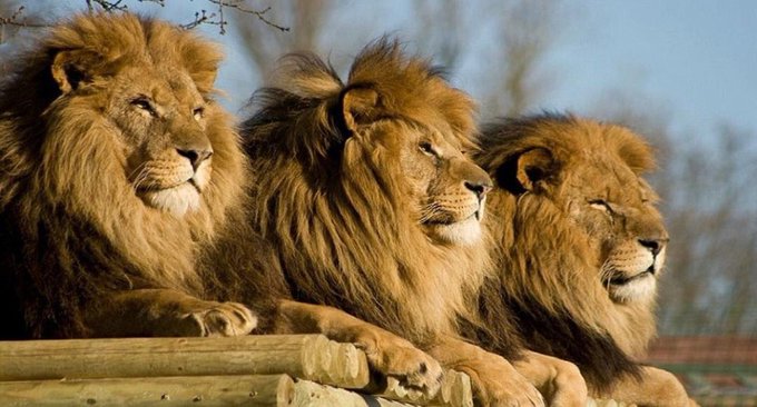 Clifton Rangers JFC tweet media