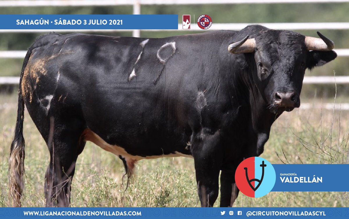 CircuitoCyL's tweet photo. 📸 Los novillos de Valdellán para la primera semifinal del Circuito.

¡Este sábado en Sahagún! https://t.co/JQrnDYJcUh