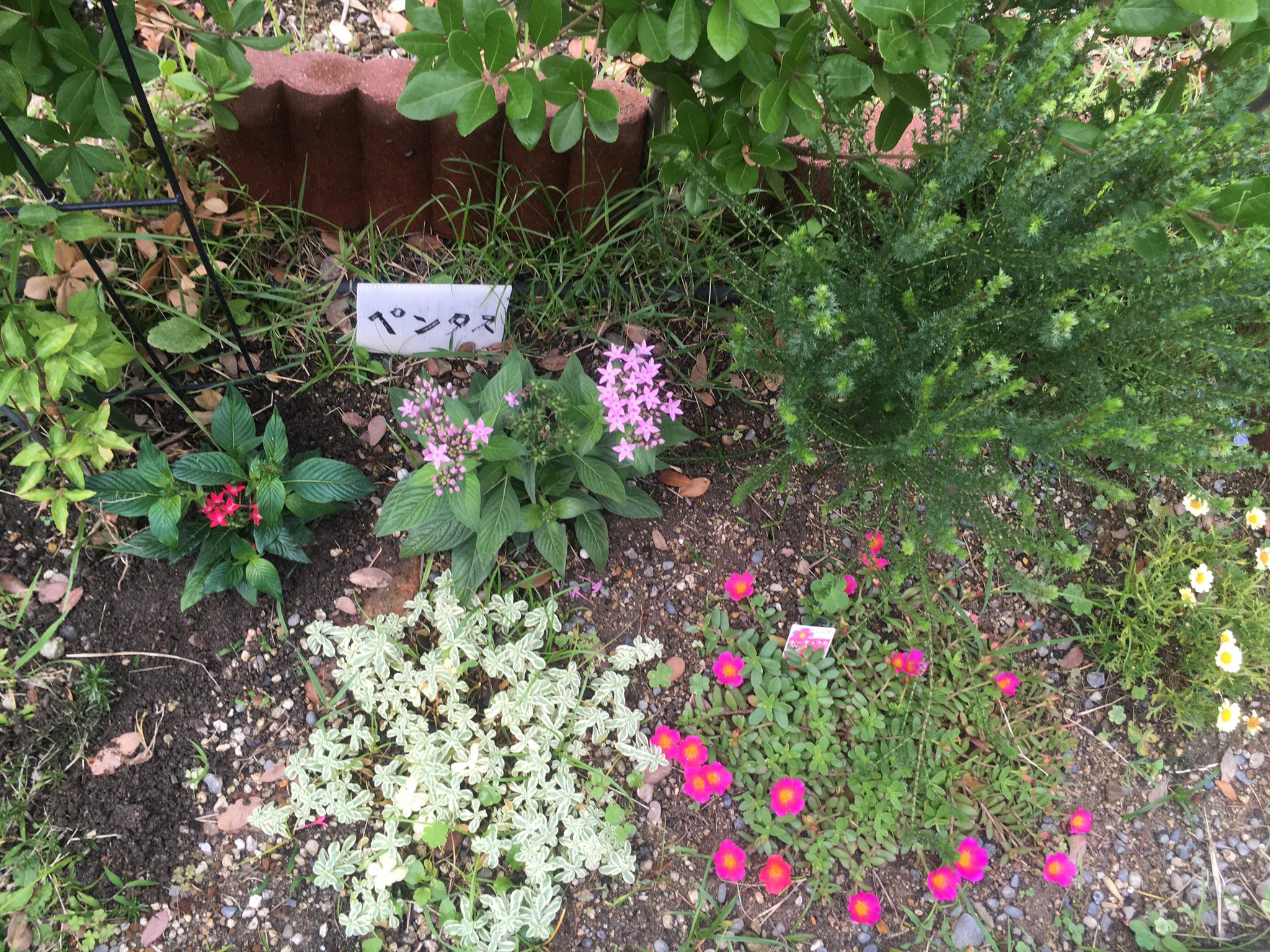 宇治市のまろ على تويتر ボランティア の花壇作りで植えた 千日紅 が少し育って来ました 現在 ペンタス ポーチュラカ マーガレット ダールベルクデイジー プルンバゴ ビオラ マリーゴールド バーベナ スカビオサ ジニア 日々草 千日紅を植えています
