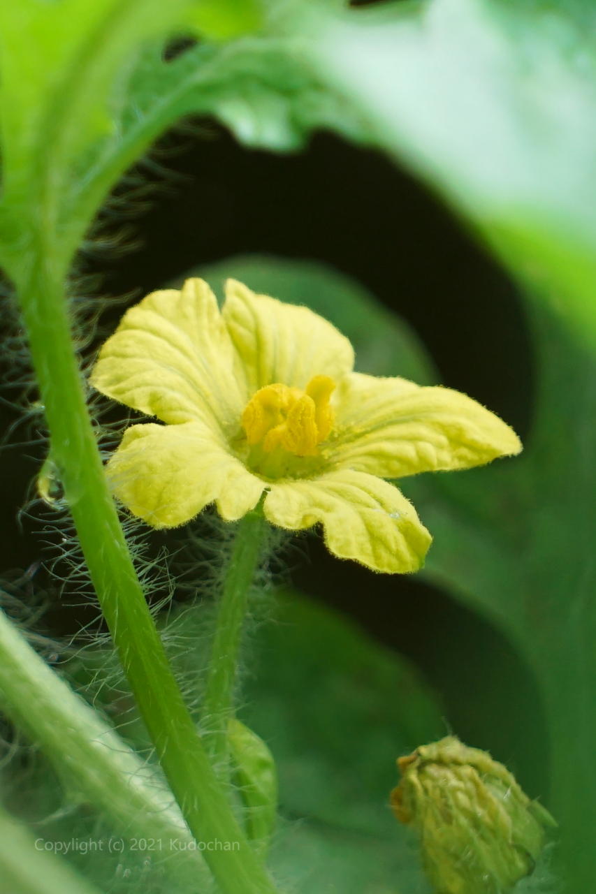 Kudochan 幸せの黄色いスイカの花 今年も小さなスイカが出来ていました 幸せ スイカ Tlを花でいっぱいにしよう T Co Ye5whu0b2j Twitter