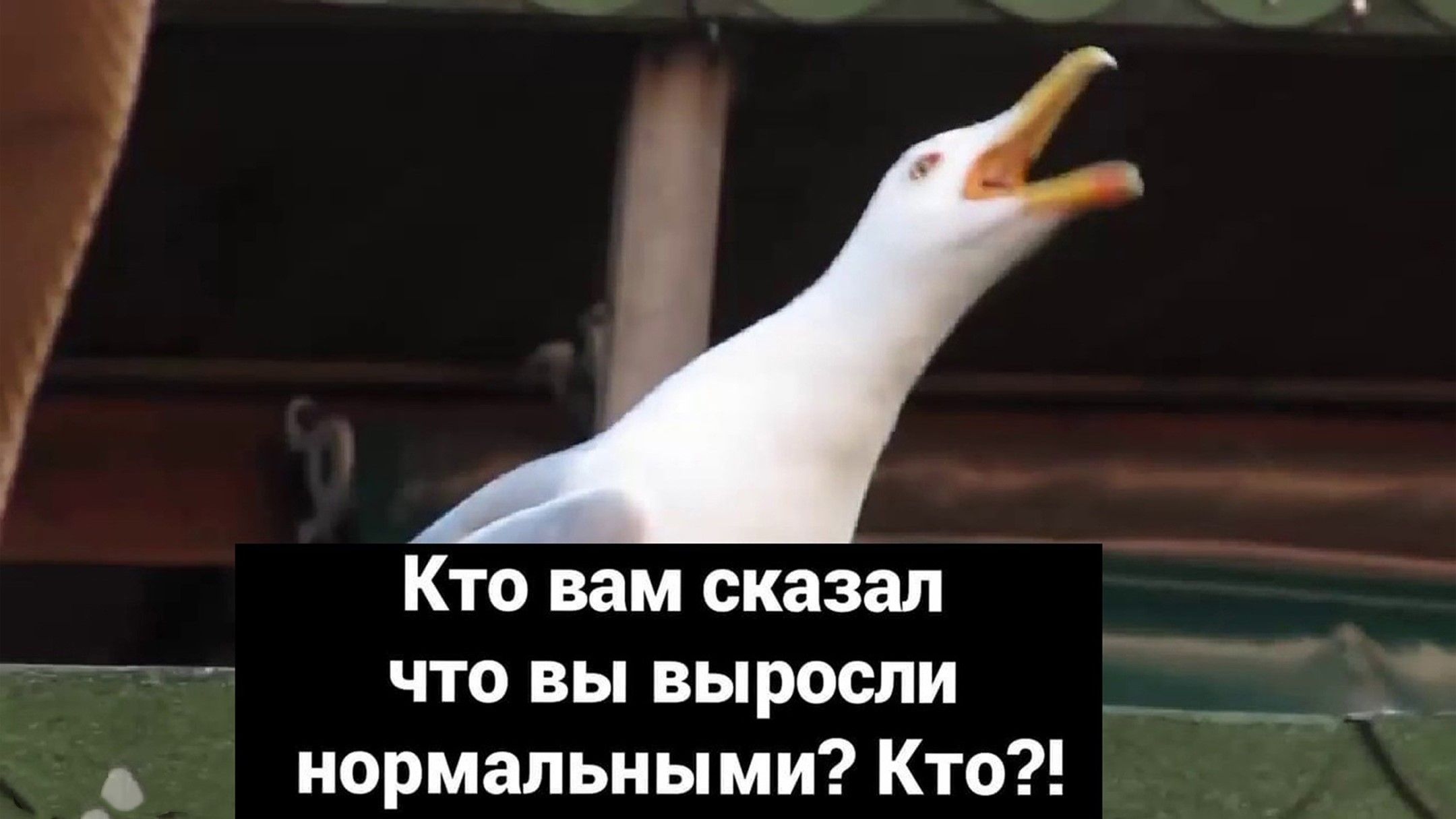 Когда я слышу в наше время психологов не