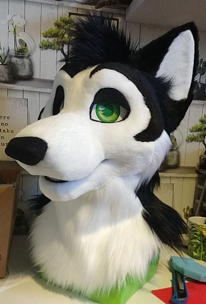 BlueFoxFursuits's tweet photo. once we were set up and moved, these lovely critters were created as well c:

we couldn't always get nice shots in our photo area, but this nice bunch are a mix of UK and US suiters, so you might see more of our fluffs in the states now! https://t.co/d3xUjyenCu