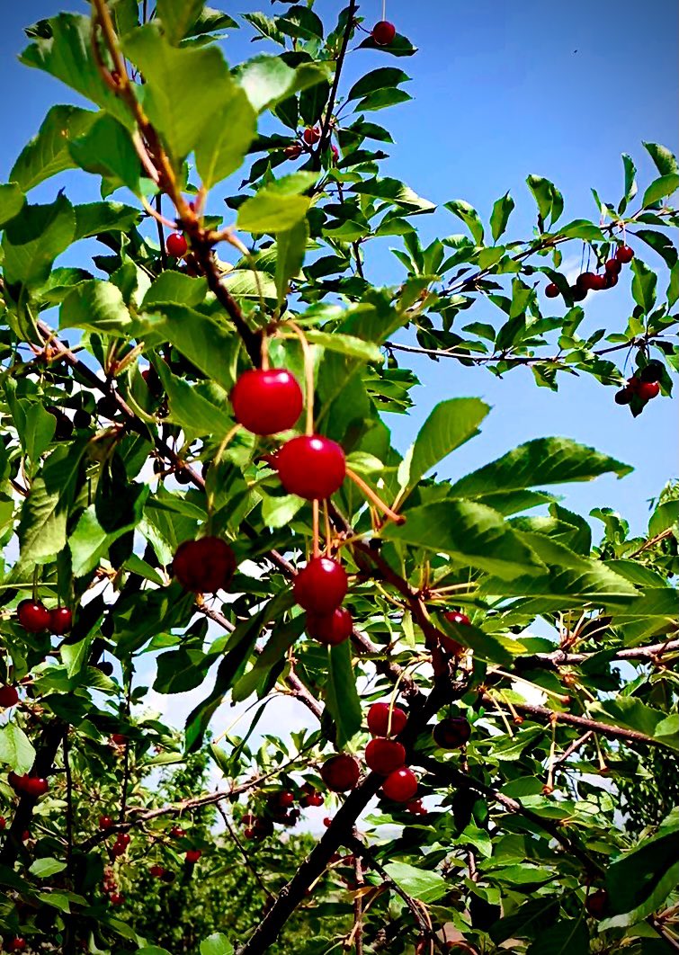 Çankırı’da kiraz mevsimi 🍒🍒🍒