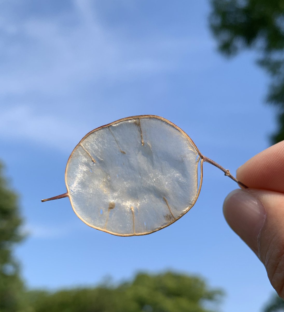 福岡市植物園 ルナリア の種が落ちた後には キラキラとした 地上の月 が現れます Lunaria とは ラテン語 で 月 を意味する Luna に由来します 福岡市動物園 の美ヒョウの名前も ルナ ですよ 福岡市植物園 福岡市動植物園 動物園と植物園は中