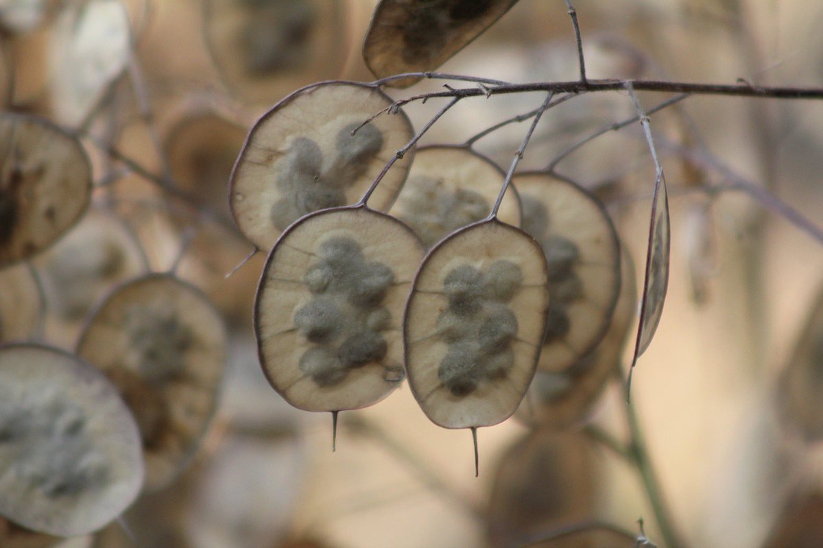 福岡市植物園 ルナリア の種が落ちた後には キラキラとした 地上の月 が現れます Lunaria とは ラテン語 で 月 を意味する Luna に由来します 福岡市動物園 の美ヒョウの名前も ルナ ですよ 福岡市植物園 福岡市動植物園 動物園と植物園は中 福岡市植物園 ルナリア の種が落ちた後には キラキラとした 地上の月 が現れます Lunaria とは ラテン語 で 月 を意味する Luna に由来します 福岡市動物園 の美ヒョウの名前も ルナ ですよ 福岡市植物園 福岡市動植物園 動物園と植物園は中