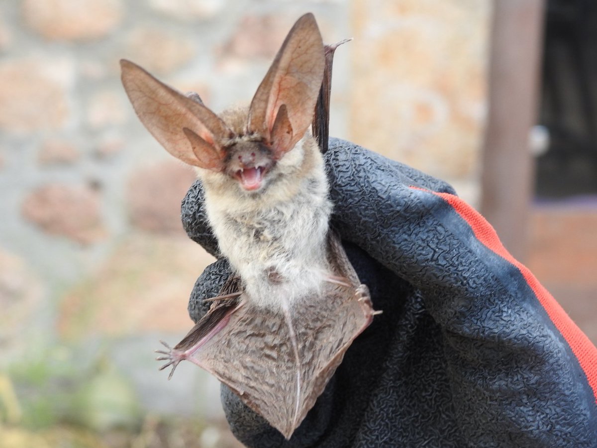 Les restauracions de masies, sovint juguen males passades als seus inquilins habituals. En aquest cas han quedat "segrestats" dins una masia.
Petita colònia de rats penats orelluts al bell mig de l'Ardenya!!