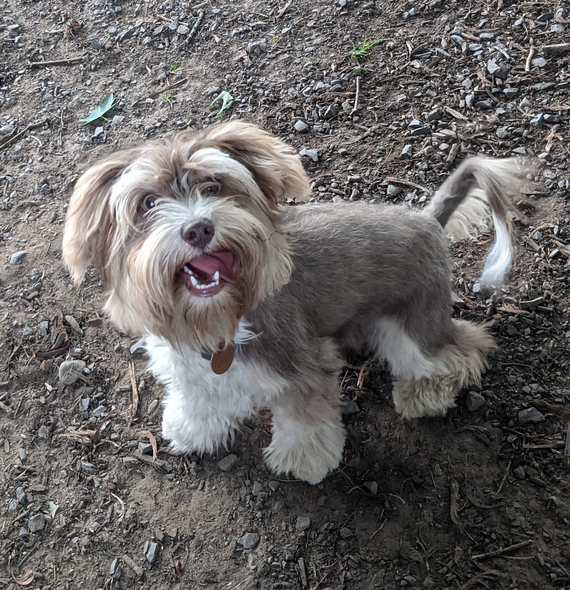 FenixPerrito's tweet image. Mom gave me a haircut. She says I&apos;m too outdoorsy to be so floofy.