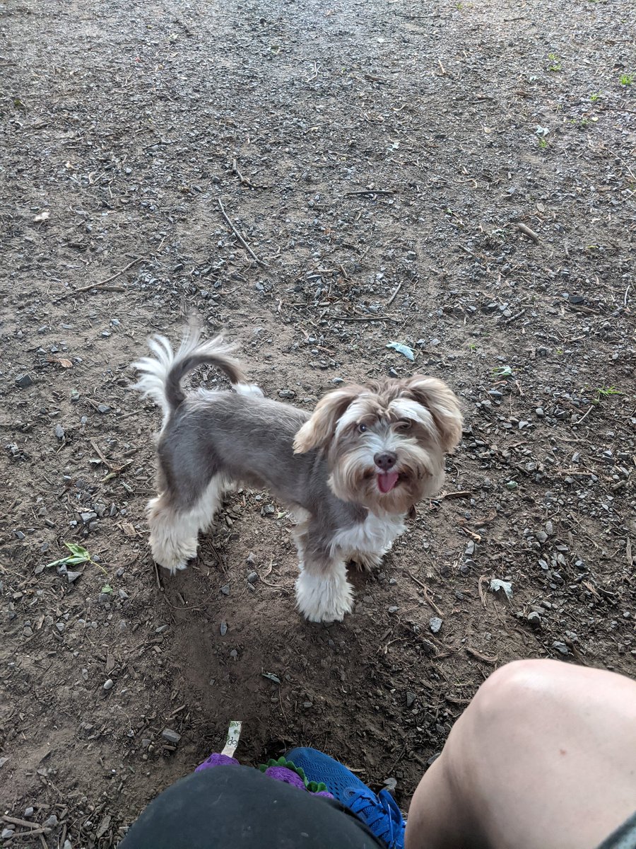 FenixPerrito's tweet image. Mom gave me a haircut. She says I&apos;m too outdoorsy to be so floofy.