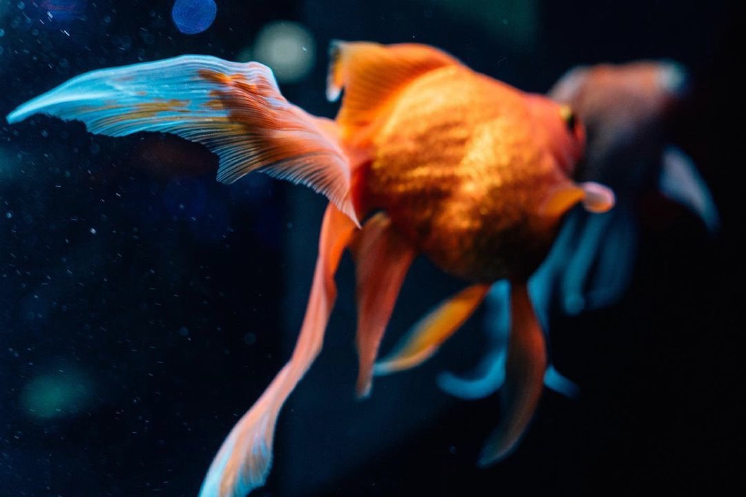 アートアクアリウム Art Aquarium 金魚が主役のアートアクアリウム アートアクアリウム美術館では 3万匹もの金魚が主役として舞い泳ぎます こんなシーンは アートアクアリウムでしか見ることのできない貴重な1ショット 作品や空間だけでなく アートアクアリウム Art Aquarium 金魚が主役のアートアクアリウム アートアクアリウム美術館では 3万匹もの金魚が主役として舞い泳ぎます こんなシーンは アートアクアリウムでしか見ることのできない貴重な1ショット 作品や空間だけでなく