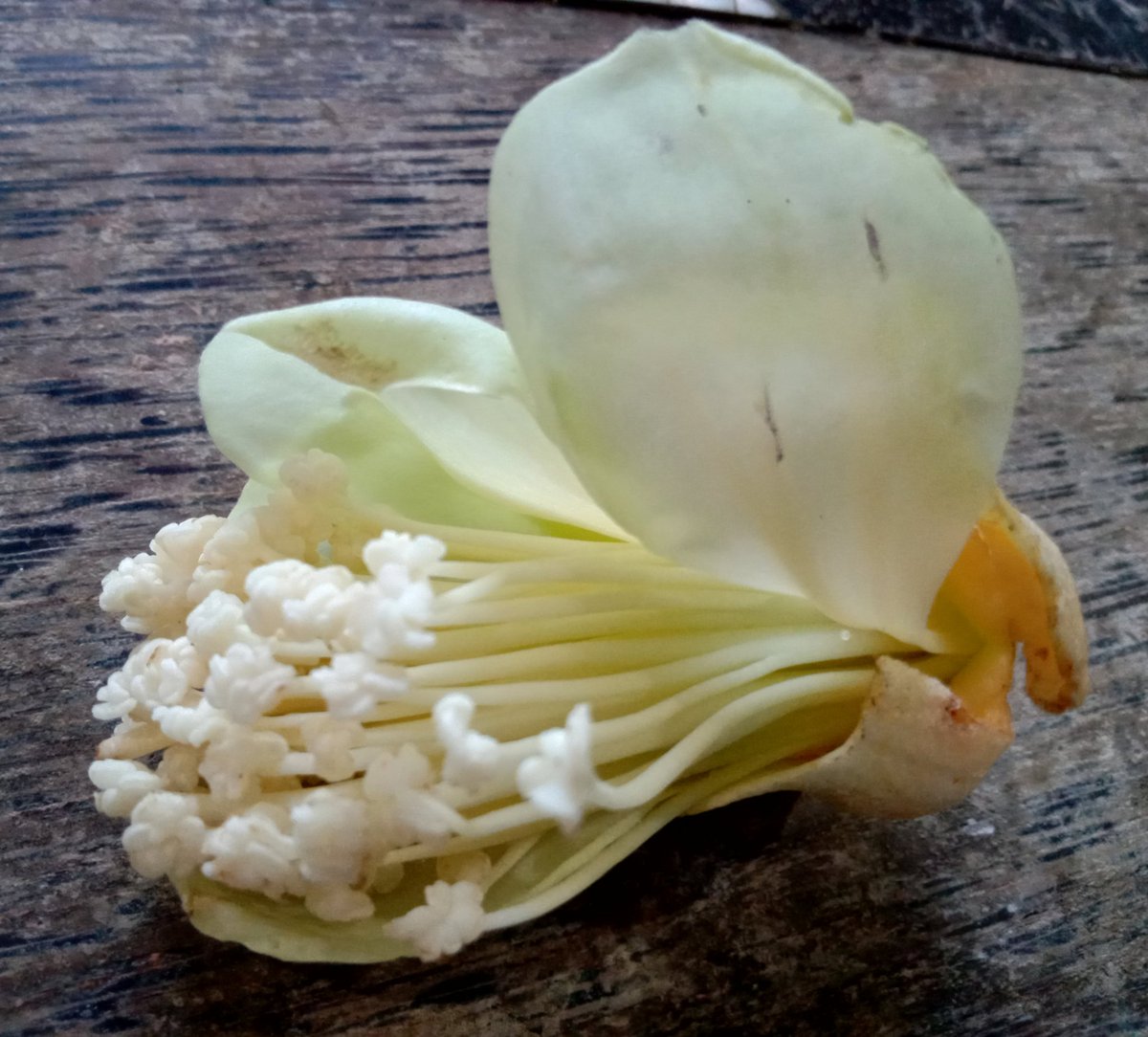 Jepunsari 落ちていたドリアンの花 咲いているのは高すぎて見えない