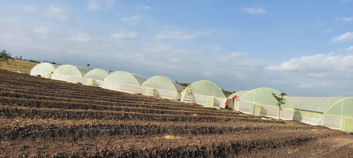 IrriHub's tweet photo. Limited offer for an 8m by 30m
Ksh 200K!
Comes with drip system and a small tank
DM or email info@irri-hub.com if interested
Retweet widely
#KOT #Zerohunger #Drip4Life https://t.co/LrumbsBvV3