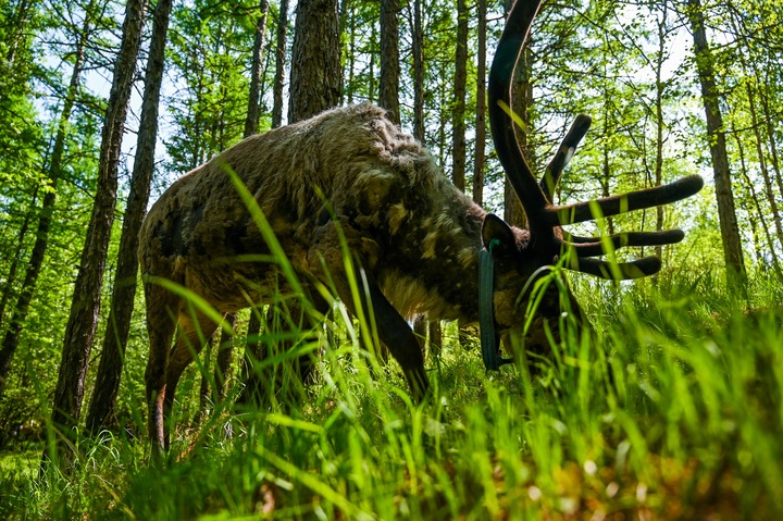 AcrossInner's tweet photo. Cute #reindeers are living in the forest of #Olguya Township, #Genhe City, Inner Mongolia. The township is a tourist destination of #Ewenki ethnic group feature known as the last hunting tribe in China. https://t.co/dM3aurLaIO