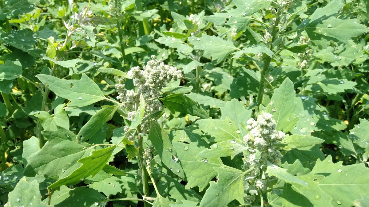 Les agriculteurs Dephy Alsaciens testent de nouvelles cultures: pois chiche, lentille alimentaire, quinoa
<a href="/Dephy_Ecophyto/">Réseau DEPHY</a> @EAVPHR @