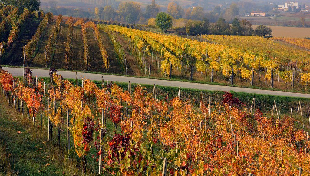 Un progetto coordinato da <a href="/iXemLabs/">iXem Labs - PoliTo</a> al servizio delle aziende agricole: si tratta di “SISAV - Strumenti Integrati per la Sostenibilità Ambientale del Vigneto”, che mapperà i mutamenti micro-metereologici dei vigneti

➡️poliflash.polito.it/ricerca_e_inno…

#PoliTo #PoliFlash #DET