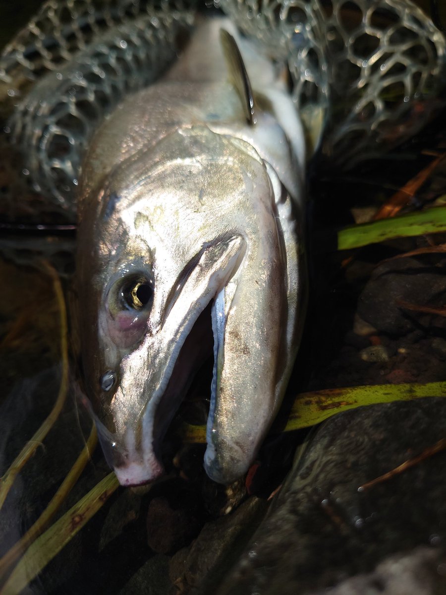 ついに鮎沢川の鬼アマゴゲット!!
37cm程でした。
目指せ40UP