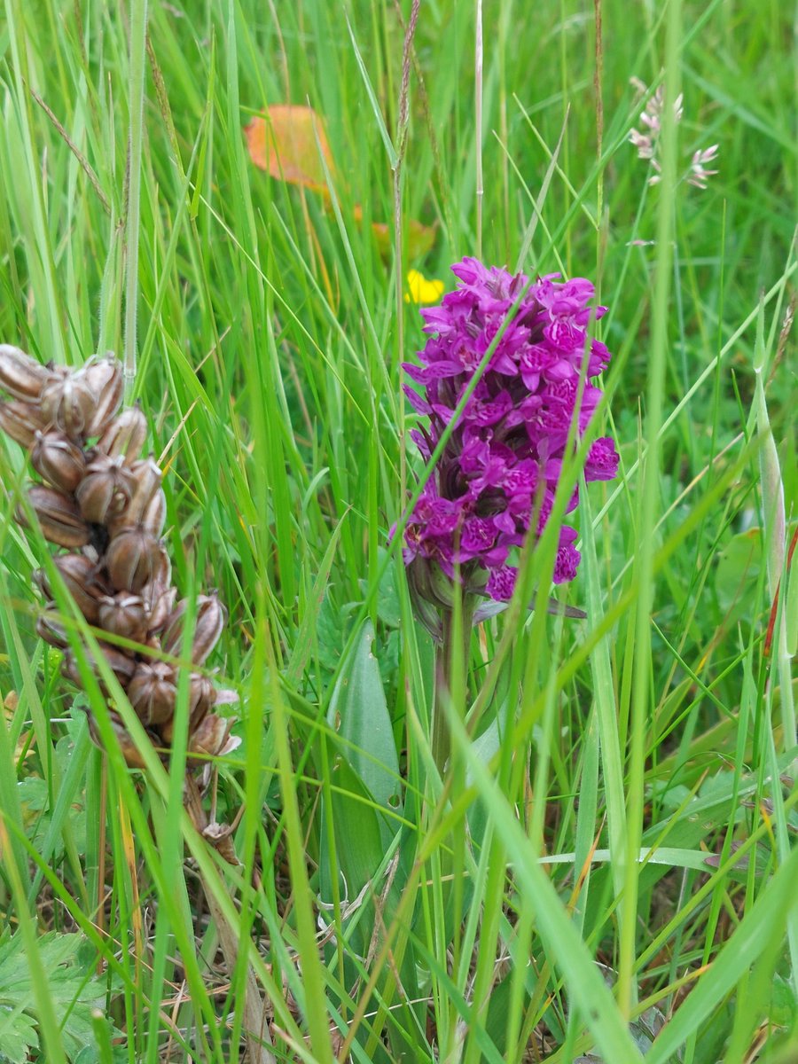 kerrycurator's tweet photo. This is now just a wild orchid fan account. Spotted within metres of each other at the side of the road in Dalmarnock. https://t.co/NWJTIibAZs