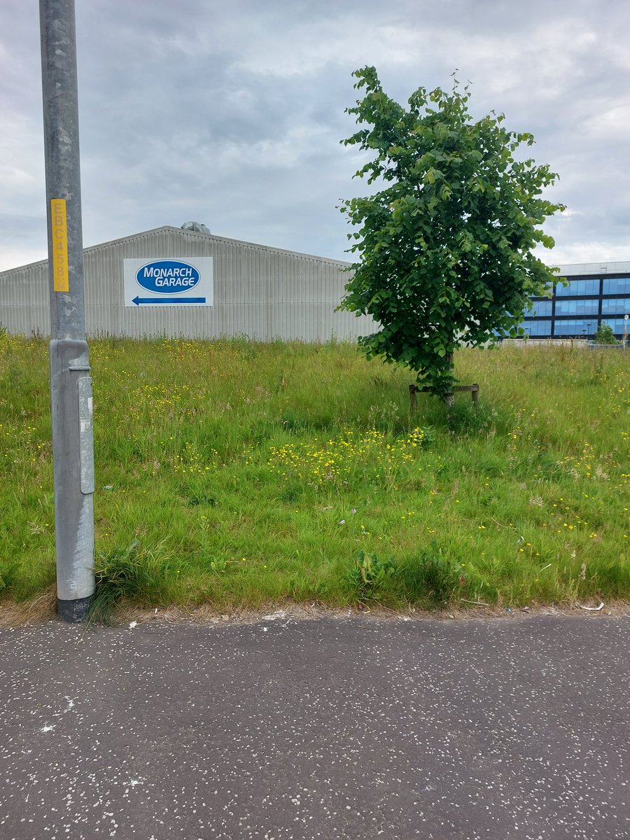 kerrycurator's tweet photo. This is now just a wild orchid fan account. Spotted within metres of each other at the side of the road in Dalmarnock. https://t.co/NWJTIibAZs