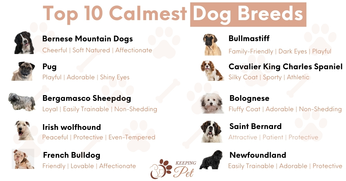 keepingpet_'s tweet image. To read more about calm and easygoing dogs who like to stay on couch, visit: bit.ly/2Ue1n3N 🐕

#CalmDogs #DogLovers