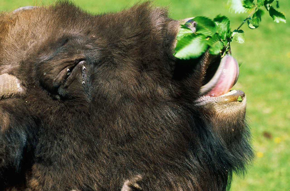 Félicitations à <a href="/Bellewaerde/">Bellewaerde</a> pour la naissance de 3 bisons ! 

En 2016, vous avez déjà contribué à notre programme de réintroduction en Roumanie, où entre-temps les troupeaux se développent et se portent bien !

En savoir plus sur ce projet 👇 #rewilding 
wwf.be/fr/projets/rei…