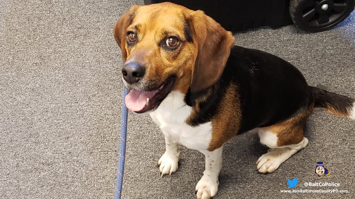 BaltCoPolice's tweet photo. 🐶 LOST DOG 📢 Precinct 1 #BCoPD Officer Arciaga found this friendly pup on Bigley Ave today at 10:30 am. He is enjoying lots of water, snacks, and playtime but would love to be back home. If you recognize this puppy, contact Wilkens Precinct at 410-887-0872. ^NL #DogsOfTwitter https://t.co/OwZdxPlylv