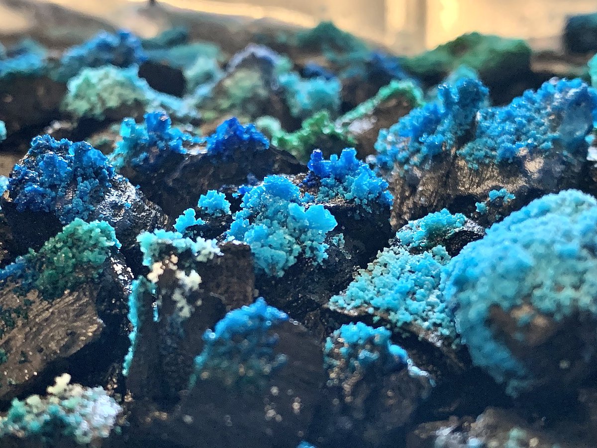 AstroLizsLab's tweet photo. Today’s #crystal growth from the first 48 hours of my #STEM #experiment using ammonia, bluing, salt and charcoal! The solution had been fully absorbed by the charcoal so I topped it up today. Should see even more impressive results tomorrow! #astrolizslab #astroliz #femmesinstem https://t.co/GOR2Co2tcq