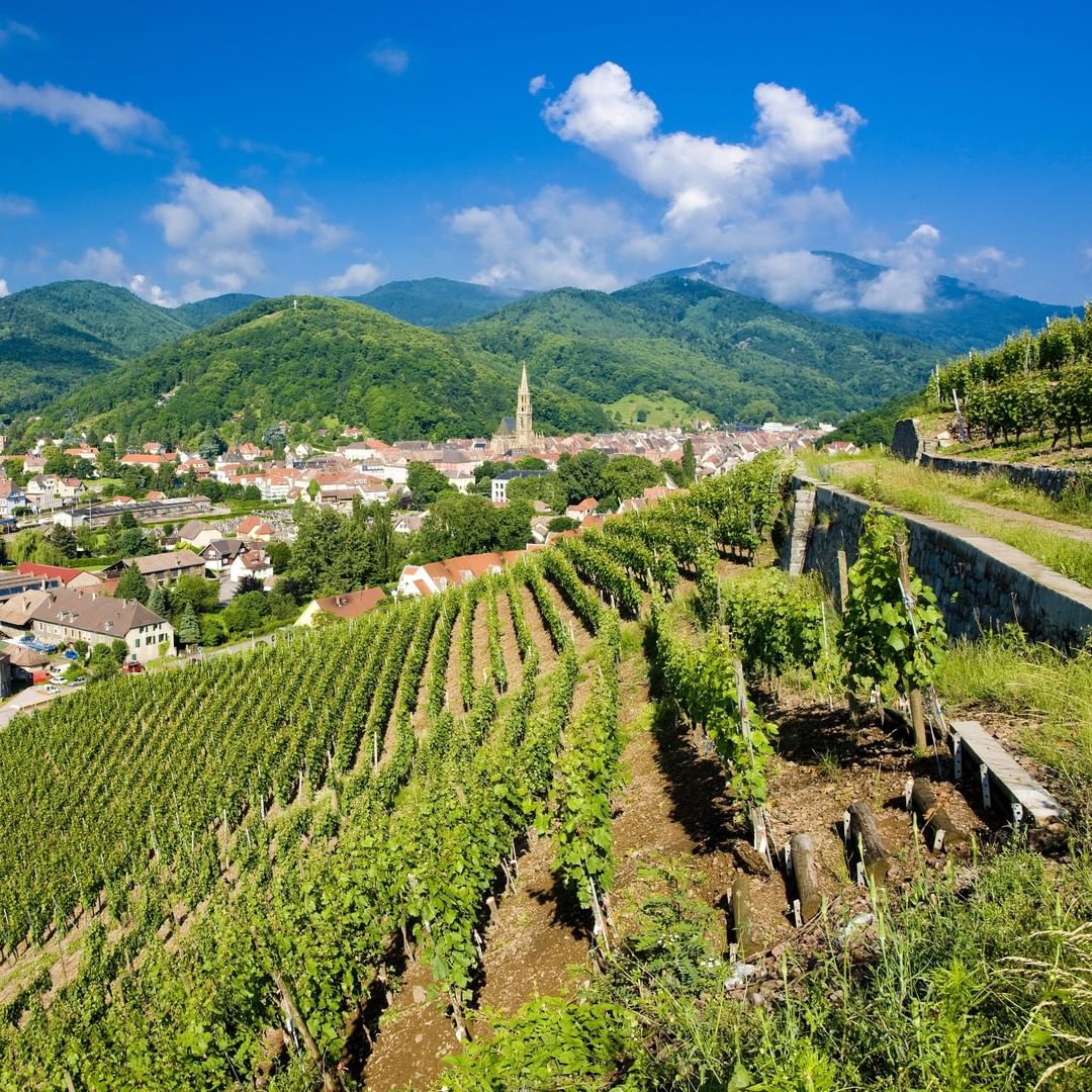 Entre Thann et Soultzmatt, la Route des Vins Sud Alsace se déroule des plus hauts sommets vosgiens au bassin minier de la plaine d'Alsace ! 😉#MALC
 📸 <a href="/alsace/">Alsace</a> 
@France3tv <a href="/madeinalsace/">Made in Alsace</a> <a href="/Alsace/">Alsace</a> <a href="/toutelalsace/">Toute l'Alsace</a> <a href="/F3Alsace/">France 3 Alsace</a> <a href="/ADT_alsace/">ADT_Alsace</a>