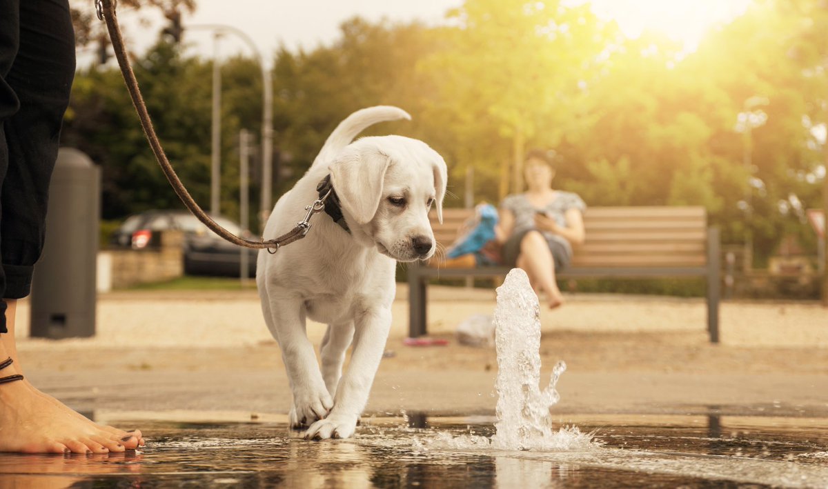 How is everyone surviving the heatwave?! Let’s keep our furry friends safe this week! Make sure there’s shade, take them inside, stay hydrated, and keep the W-A-L-K-S to a minimum! 🥵☀️🐶