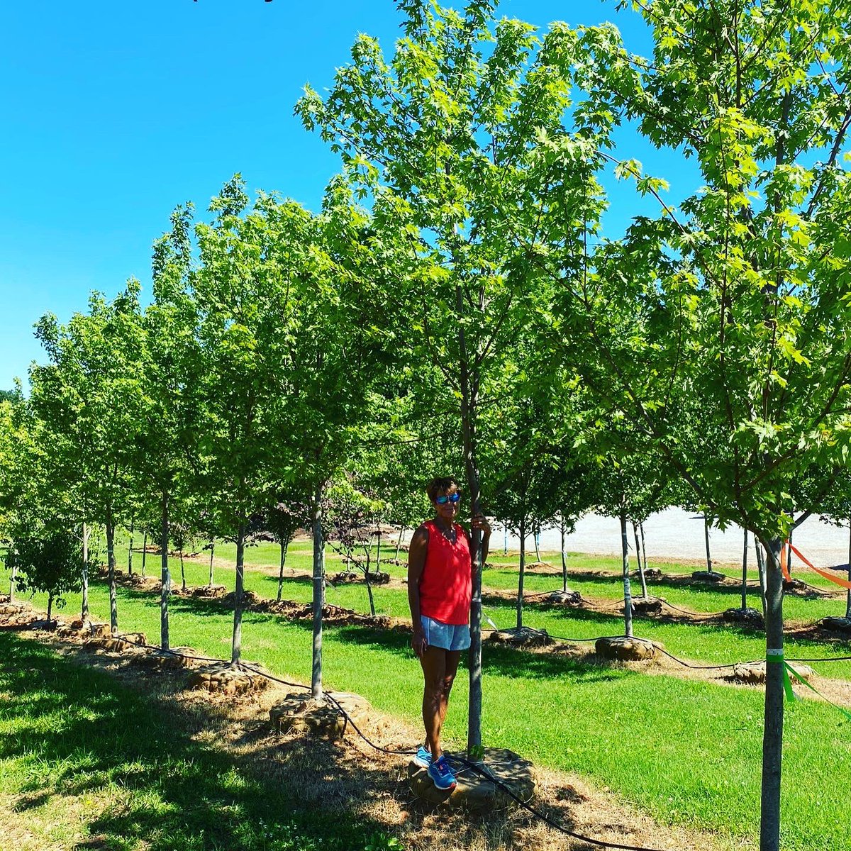 loverslanetrees's tweet image. JULY TREE SALE!! Buy one get one free! come out and see us!