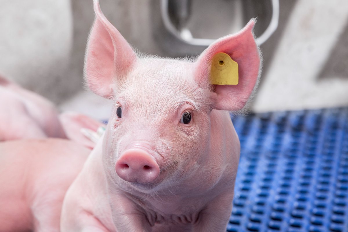 👩‍🌾@OIEAnimalHealth states that 20% of #animalproduction loss is still linked to #animaldiseases worldwide. 💉🐷🐄🐤🐟💉

🌏🇪🇺Research and Innovation in animal #breeding for better animal health and welfare is a part of the solution to reduce animal and food loss.