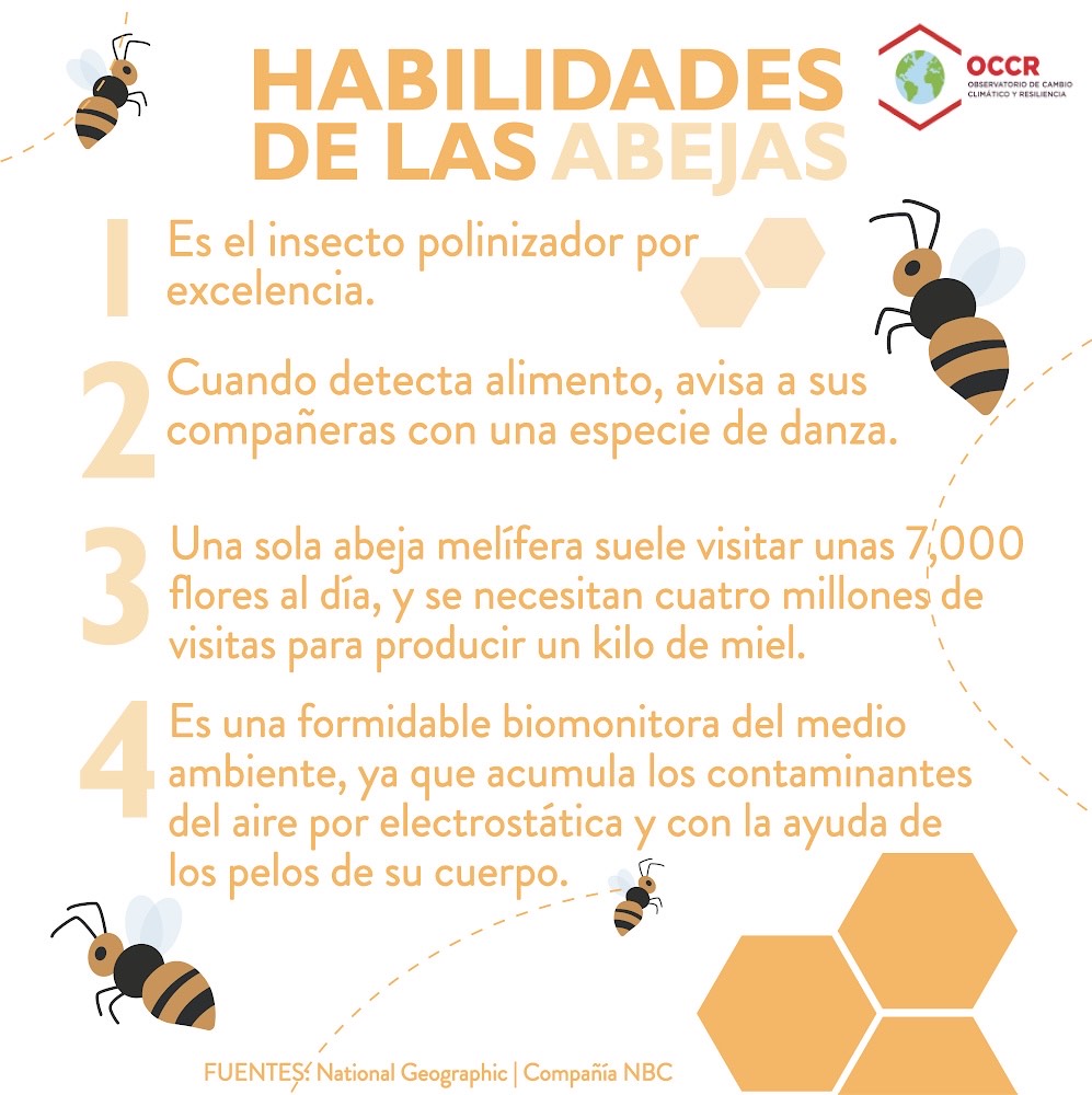 Las abejas poseen una serie de características y habilidades que las hacen un insecto de gran importancia para la biodiversidad. 

(Fuentes: National Geographic | Eco BNB)