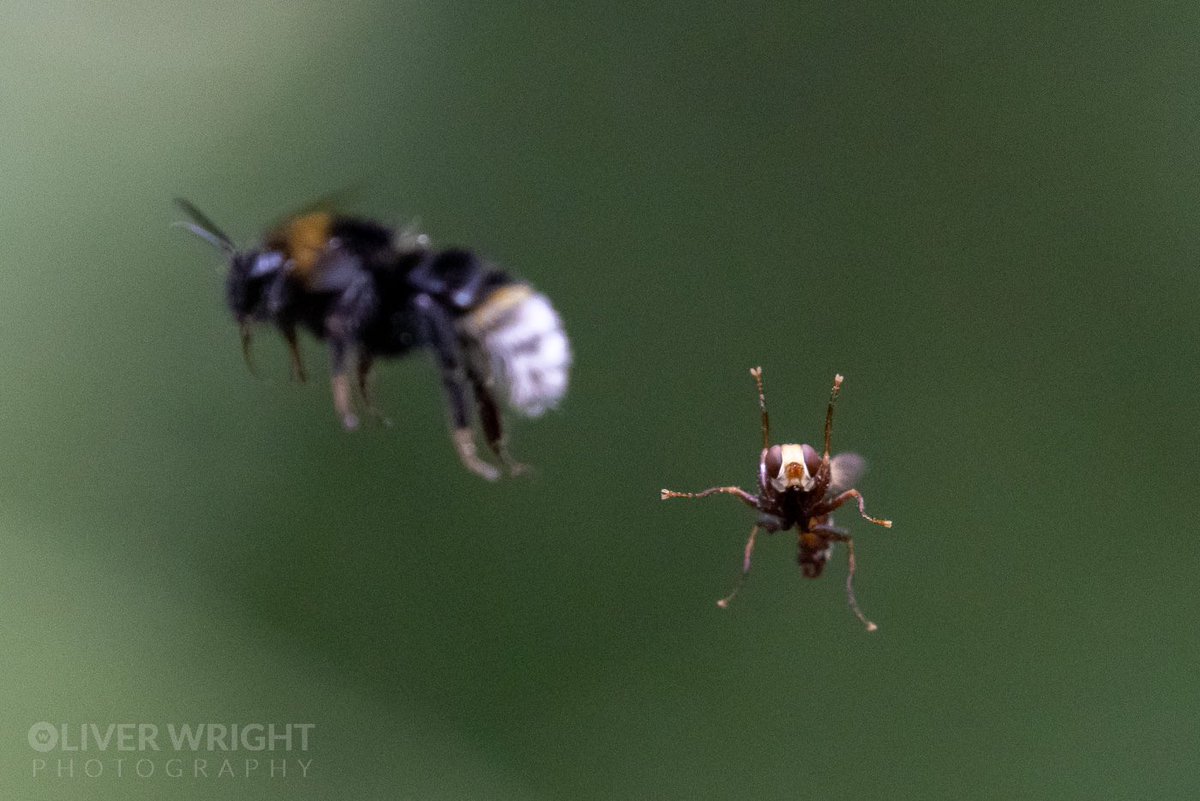 There is a type of insect called a thick-headed fly (Conopidae) I usually only see 1 or 2 a year

Sometimes called bee grabbers as the female lay her eggs in female bees inflight (the bee is the eaten from the inside)

Today I managed to photograph one in flight chasing a bee 🐝!