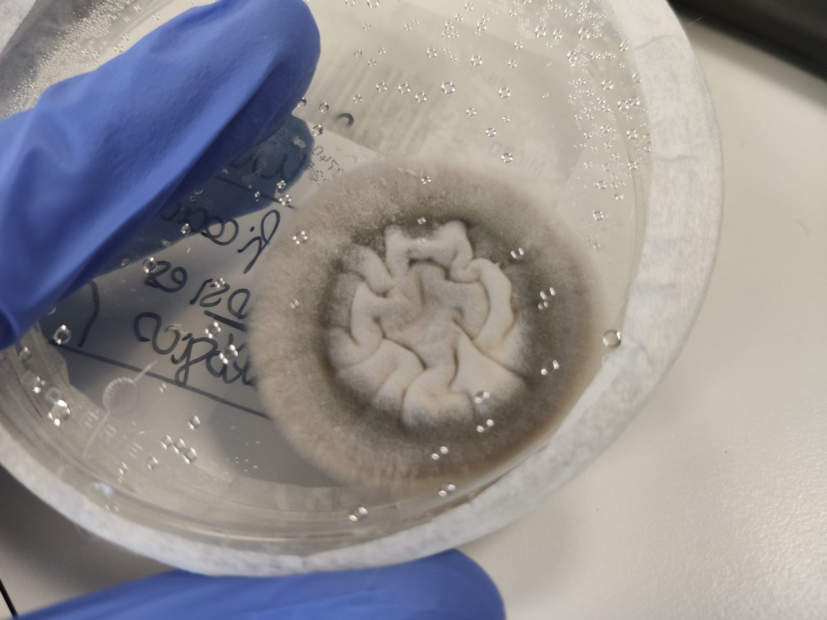 SuBioSam's tweet photo. Siempre me fascinará la morfología de las colonias de hongos y las impresiones tridimensionales que forman estos organismos microscópicos. ¿Qué creeis que es? #microC2021 https://t.co/joZNumirjz
