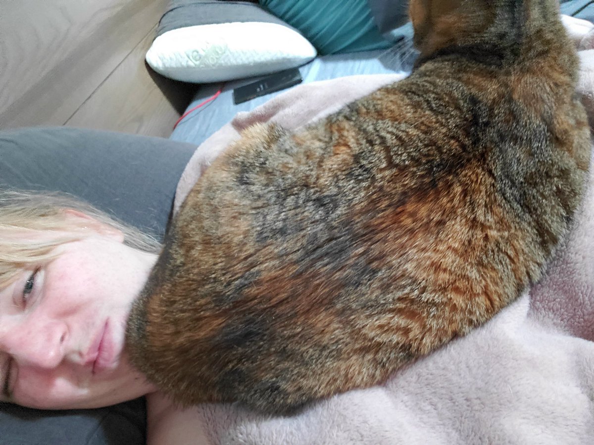 MrsSmackleFunky's tweet photo. Happy Tuesday everyone!  Does your cat love you enough to put their butt right in your face... 

I'll be live at 1:30, see you then! https://t.co/nBBBxn4wRz