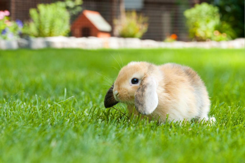 Day 2 of @rabbitawarenessweek! Today is all about Junior rabbits and helping new owners! Do you know the 5 welfare needs of rabbits? The 5 welfare needs are essential for providing them with a happy and healthy life! Learn all you need to know over on the @rabbitawarenessweek