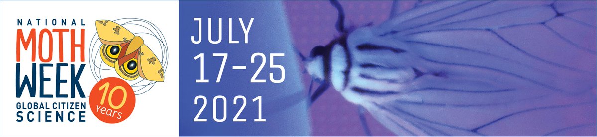 Moth_Week's tweet photo. 📢  National Moth Week starts in 17 days! 🌏 - https://t.co/uPm0fKYAr6 https://t.co/muvgQLNdiR