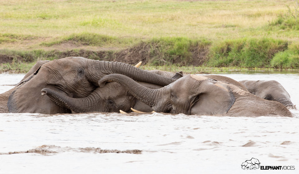elephantvoices's tweet image. This description from The Elephant Ethogram defines the behavior Bathing: An elephant standing, sitting, or lying in water; may float, swim, be completely submerged in water or engaged in playful interactions. #TheElephantEthogram