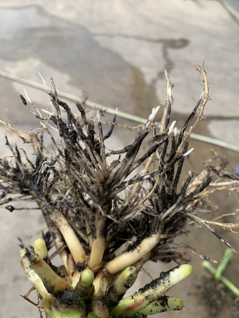 “Whatever floats your boat” comes to mind, but all the #cornrootworm we are finding is alarming. 

Dry fall + dry spring = potential disaster if you didn’t take preventative steps the last few years. 

Traits work but too much pressure can still cause damage. #grow21
