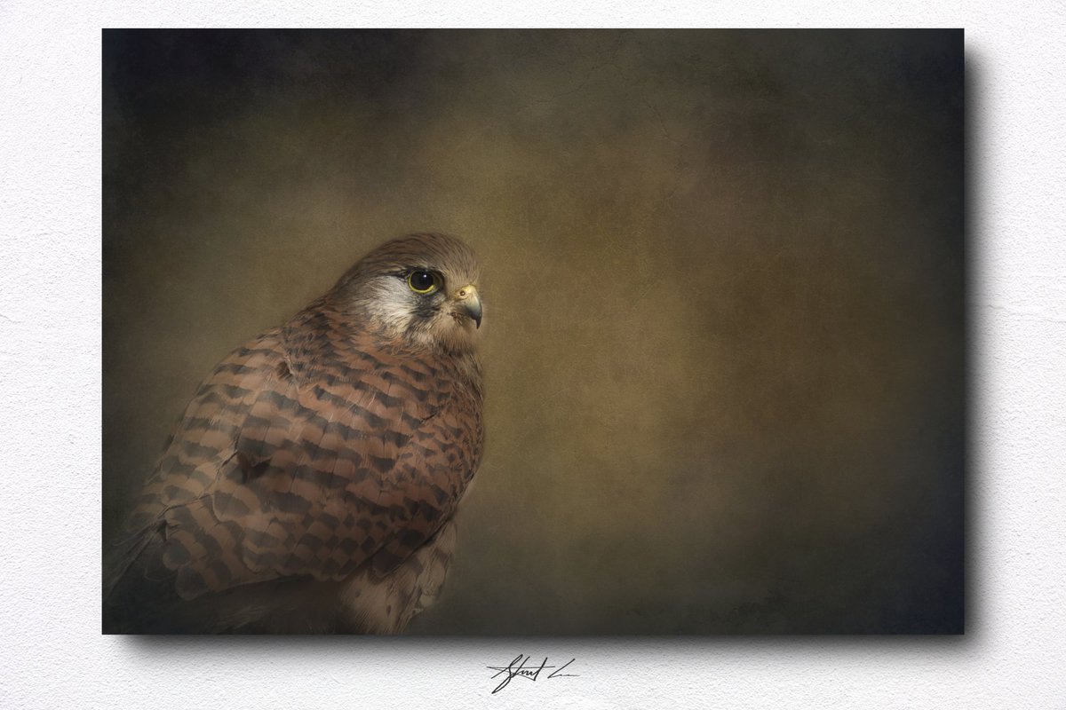 shotbycooper's tweet photo. I am a Nature, Wildlife, &amp; Landscape Photographer based in Tenby, Wales.

I use:
Nikon Cameras &amp; Lenses.
Sigma Lenses.
Cokin Nuances Extreme Filters.
Luminar 4.

Feel free to follow me on here, and also on my Instagram page.

https://t.co/ujHpyoHmz0 https://t.co/DANlAckiL5