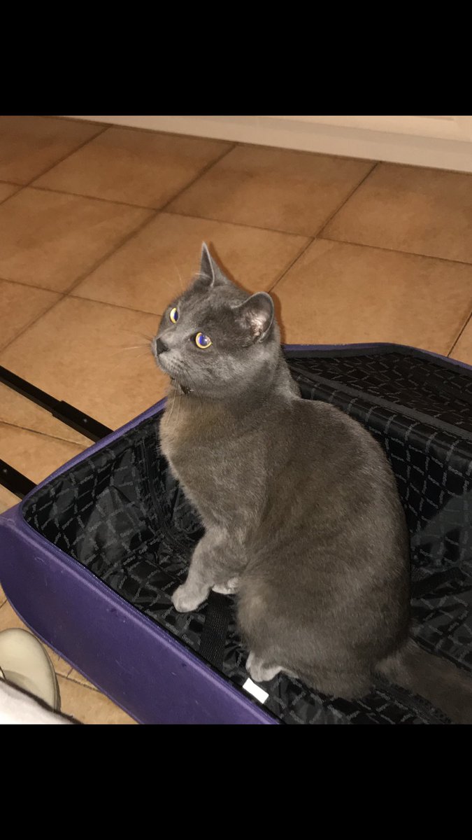 hyjmeow's tweet photo. so che forse qui non è il posto migliore ma voglio provarci
il mio gatto è sparito da più di una settimana e vorrei spargere la voce 
si chiama Oliver è TUTTO GRIGIO SENZA COLLARINO,io vivo a Guidonia,Roma in zona Albuccione
se qualcuno lo ha visto o lo vede perfavore mi scriva https://t.co/t24dfIAm7B